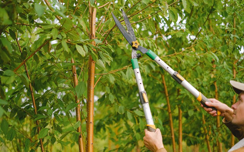 Tree trimming in Toughkenamon, PA